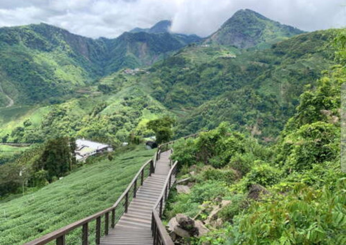 阿里山四季茶旅全新體驗、深度茶園療癒之旅正式上架   