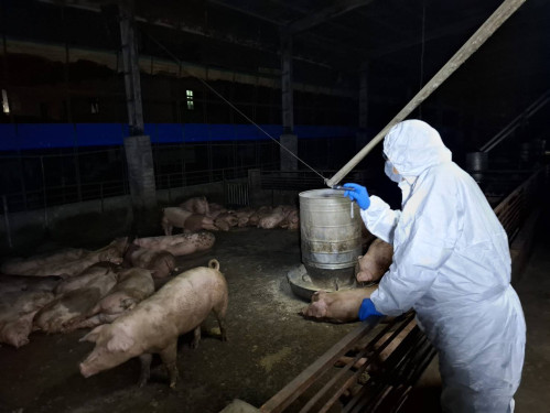 養豬場疑似非洲豬瘟 中市府：啟動4大防疫措施 全力配合農業部防疫