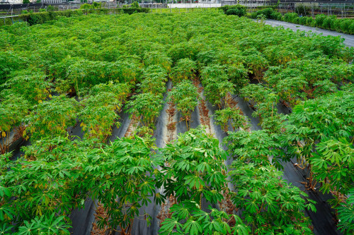 精準調控鉀離子運輸可提升木薯產量與抗旱能力   興大跨國研究成果刊登《Nature Plants》