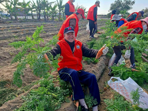 樂齡長輩嘿喲嘿喲拔蘿蔔！歡笑滿園享冬陽  