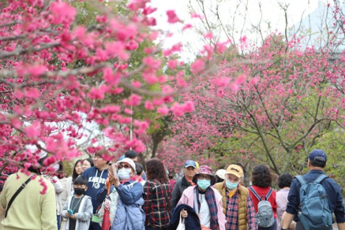 中科管理局綠「藝」盎然櫻樂匯后里園區登場　打造獨樹一格春天賞櫻饗宴
