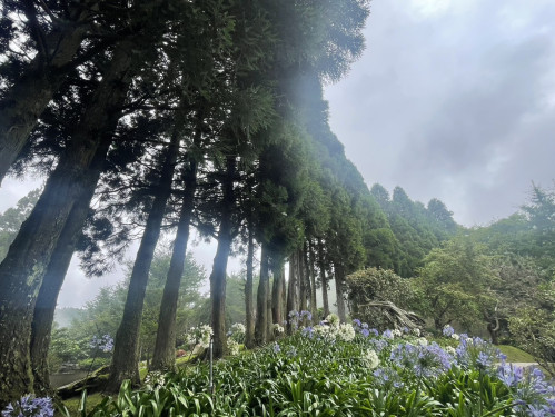 走進雲霧森林，聽山林訴說五十載的耕耘故事