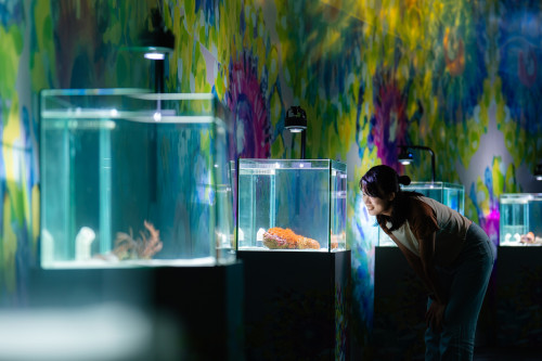 屏東海生館「海洋花樣嘉年華」特展 夜宿限定海底賞花夢幻曝光