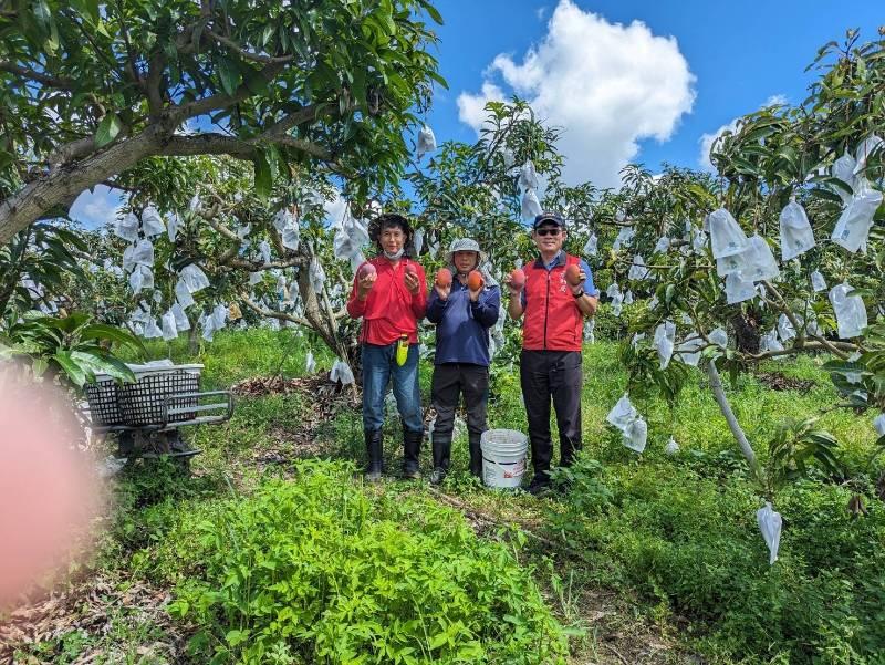 南市府爭取中央補助載水抗旱 山區芒果歡喜收成