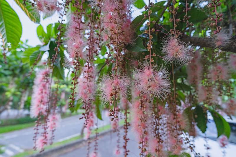  穗花棋盤腳絢麗綻放   八里龍米公園共賞夏日煙花