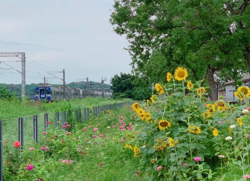 隆田Cha Cha火車花道打卡景點吸睛 夏暑畢業季來這