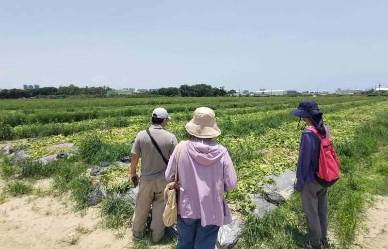 6月中旬豪雨農損  高雄農業局:西瓜及香瓜農損現金救助看過來！