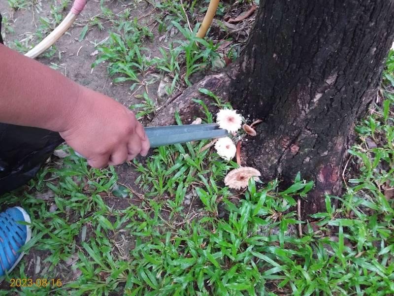  雨後天晴 公園內菌菇生長 民眾不可摘食 