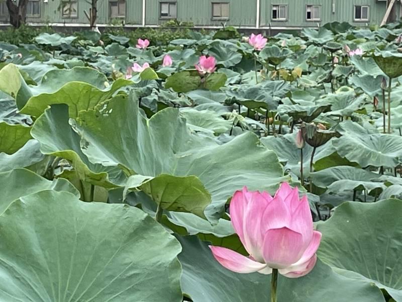 桃林鐵路秘境荷花池大公開 邀民衆體驗鐵路歷史時光之旅