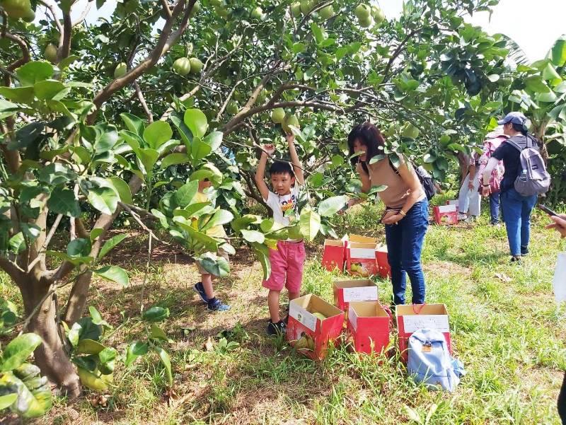 潤二月文旦品質佳 八里農園9月2日起開放園區採文旦柚