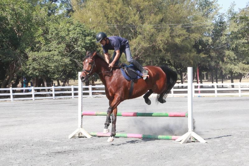 推廣馬術運動風氣 南市打造符國際標準馬術場邁向臺南400