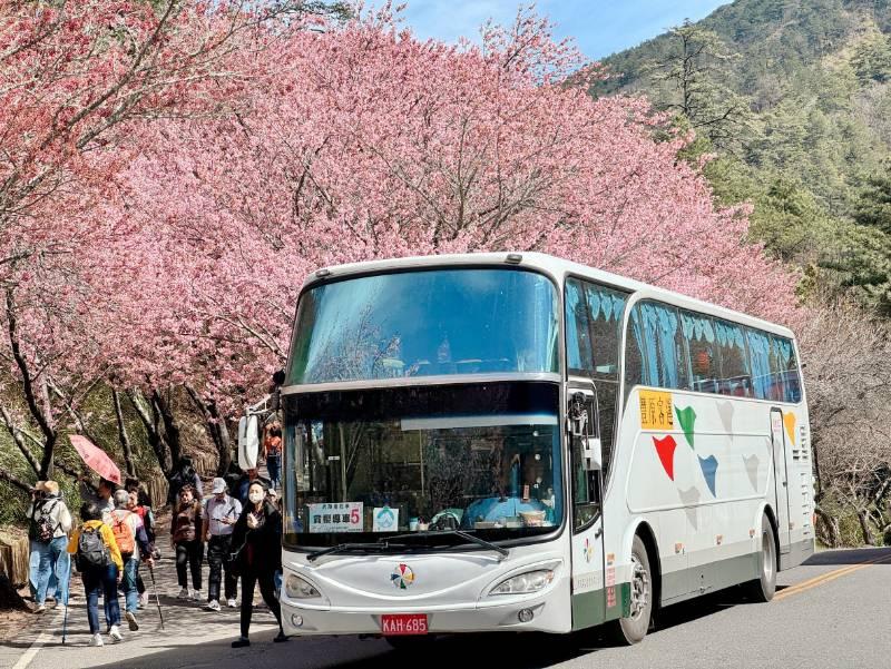 武陵櫻花季到2/29　中市交通局首推Taichung go交通套票大熱賣