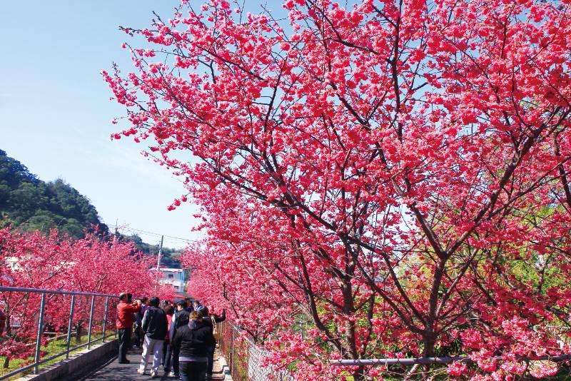 后里櫻花季登場  中市觀旅局：春遊賞櫻賞燈趣