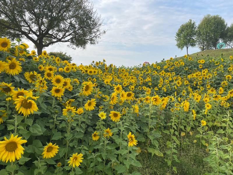 中市最新打卡秘境 后里環保公園向日葵花海盛開超吸睛