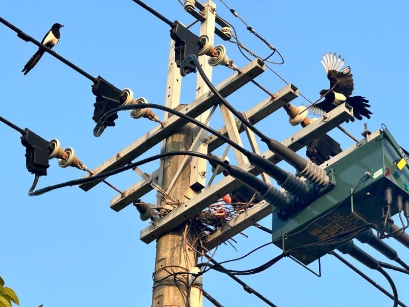 避免喜鵲建巢致停電！台電清除未成形鳥巢較去年同期多317處