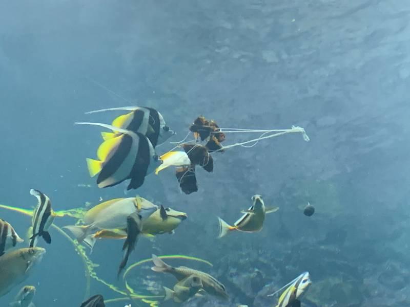 海生館特製粽引魚兒搶食 端午一探卵生鯊魚秘密