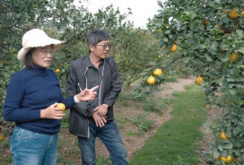 雲林縣府協助災後行銷　古坑柑橘果農成功解困