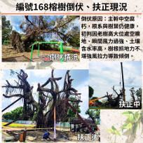 丹娜絲颱風吹倒安業國小百年老榕 多方合力搶救復立