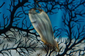 東太平洋絨毛鯊現海生館 遇敵秒變雙倍大