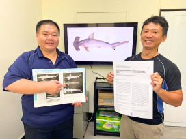 中山大學林裕䕒團隊  雙髻鯊食性研究登國際頂尖期刊