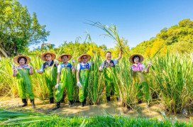 「三坑水鄉茭遊趣」登場　蘇俊賓：好水、好土、好技術孕育台灣最高品質茭白筍