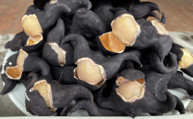 西拉雅秋意濃！搭台灣好行菱波官田線遇蝙蝠俠拿菱角，還有菱角節與票價優惠