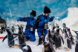 海生館愛在海洋聖誕節 打卡送限定明信片 再抽與超萌企鵝體驗