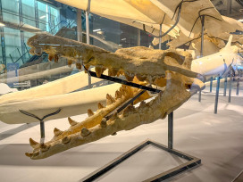 倒數最後！龍王鯨化石首度移展屏東海生館 展至12/26