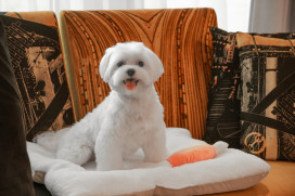 「終於等到這一天！」台中李方艾美宣布寵物可入住　