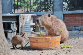 臺南行春「豚」好運！水豚寶寶糯米誕生 卡比胖拉小提燈限量開領