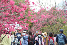 中科管理局綠「藝」盎然櫻樂匯后里園區登場　打造獨樹一格春天賞櫻饗宴