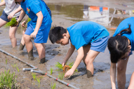 「第一次踩進泥巴」也不怕：跨校互助完成插秧任務，田裡長出友誼
