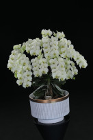 蘭藝巔峰！2026台灣國際蘭展「全場總冠軍」揭曉 萬代蘭紅酒絲絨美感驚艷全場