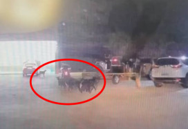 羊群誤闖停車場　枋寮警即刻排除風險