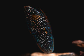 解密屏東海生館海洋生物隱形術 從偽裝到模仿 展現海洋生存智慧