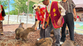 百歲人瑞的初體驗！阿嬤、阿公萌餵水豚 華山端午送暖融化人心