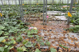豪雨襲桃園農損23公頃 農業局持續查報 7區瓜類救助即起受理