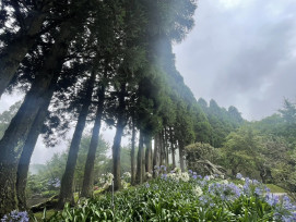 走進雲霧森林，聽山林訴說五十載的耕耘故事