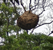「黑尾虎頭蜂」現蹤！枋寮警拉「封鎖線」聯手農業處摘除
