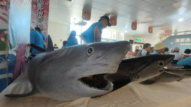桃園永安漁港食魚教育8/15登場 晚間接力星繽樂演唱會