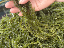 水試所養殖海葡萄收穫有成 登記販售至9/18截止