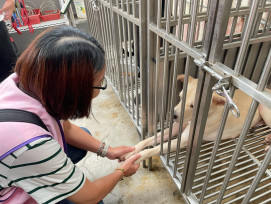 不只陪狗狗散步！企業志工走進新北動物之家、學習正確互動