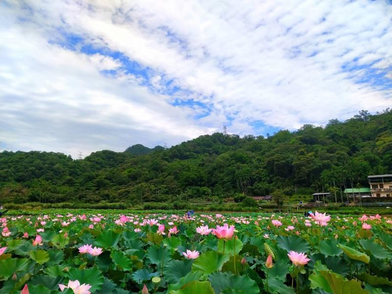 連假荷處遊 新北農村報你知