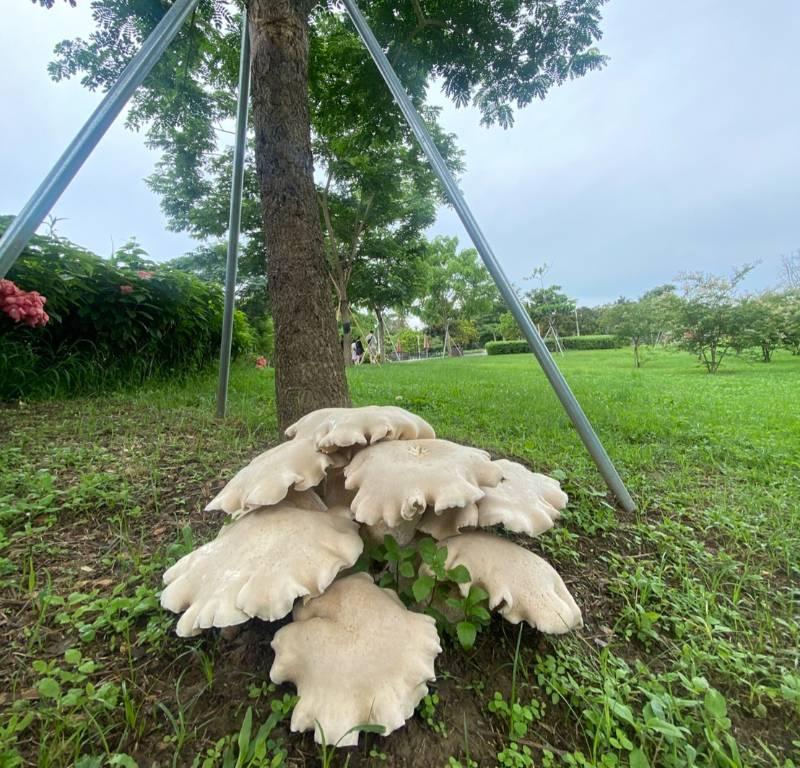 山上花園水道博館再現巨無霸金福菇 梅雨促生機