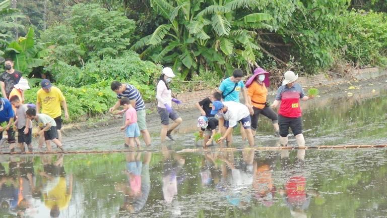 西螺鎮農會辦水稻插秧　民眾體驗食農教育活動