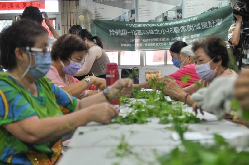 一起除植趣 ! 小花蔓澤蘭化惡為藝