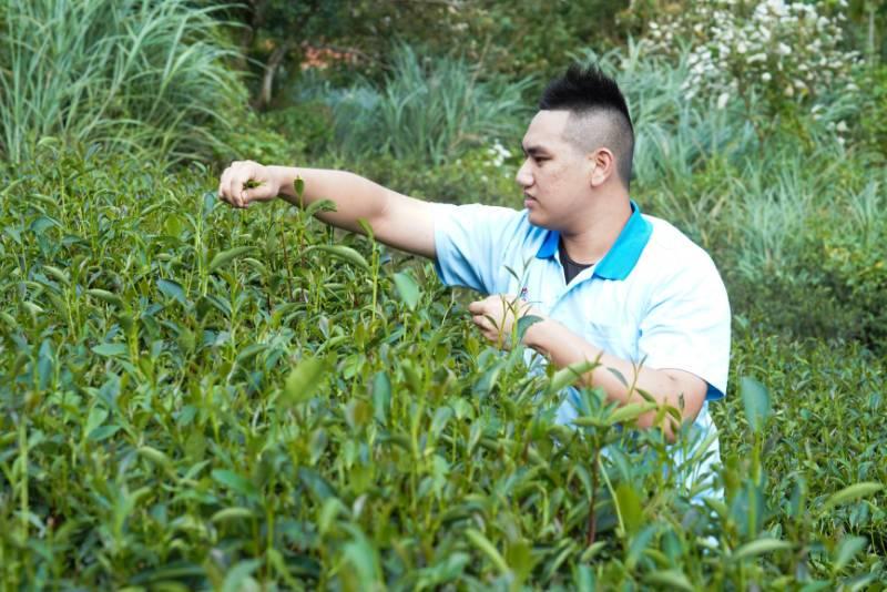 青農周子耀奪得新北蜜香紅茶特等獎 