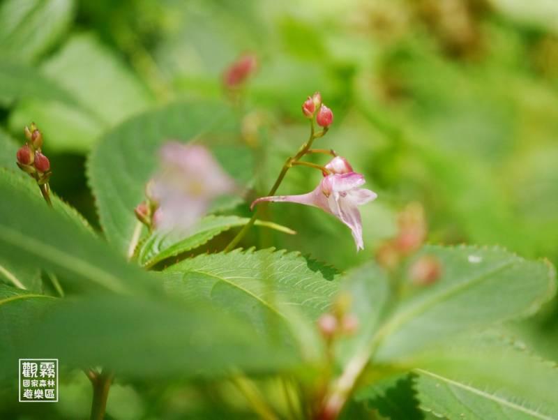 避暑兼賞花讓森林療癒身心　林業署新竹分署8/22推出「解說員在觀霧一日」開箱活動