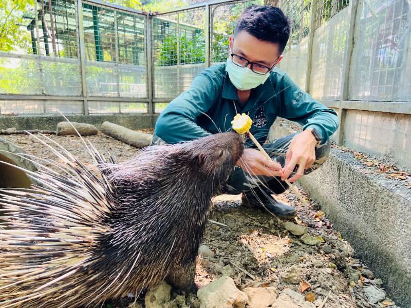 吃貨萌樣超可愛  壽山動物園新生冠豪豬「小芋頭」滿月 