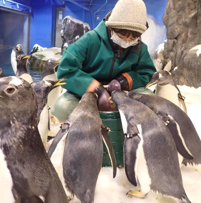 心路歷程解密 屏東海生館牠們飼育員×海洋老師珍貴成果 